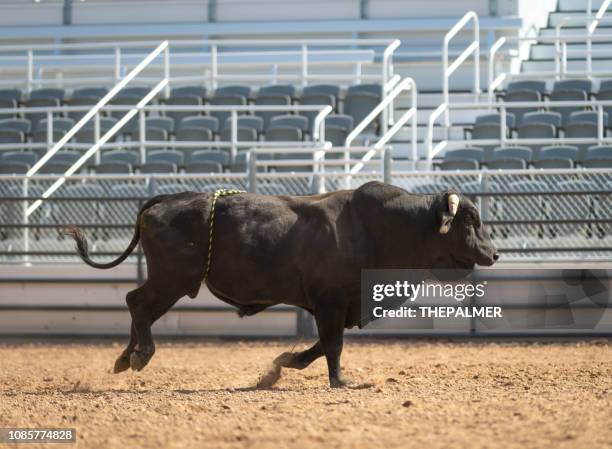 Bull Riding Rodeo Practice 6,761 Bull Training Session Stock Photos, High-Res Pictures, and Images ...