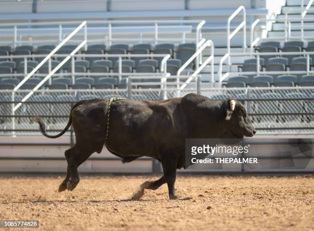 cowboy bull riding in rodeo arena - bull riding imagens e fotografias de stock