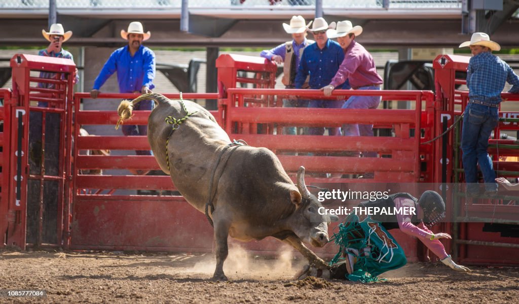 Bull Running Rodeo Cowboy Bull Riding In Rodeo Arena High-Res Stock Photo - Getty Images