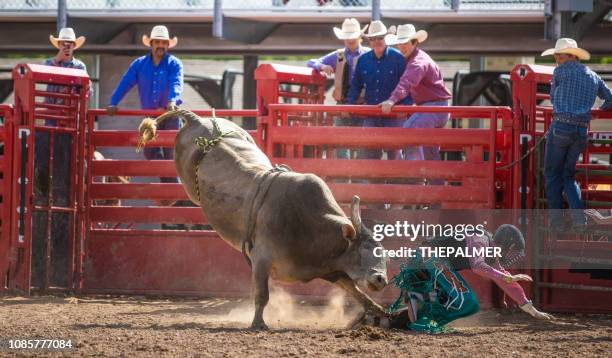 cowboy bull riding in rodeo arena - bull riding stock pictures, royalty-free photos & images