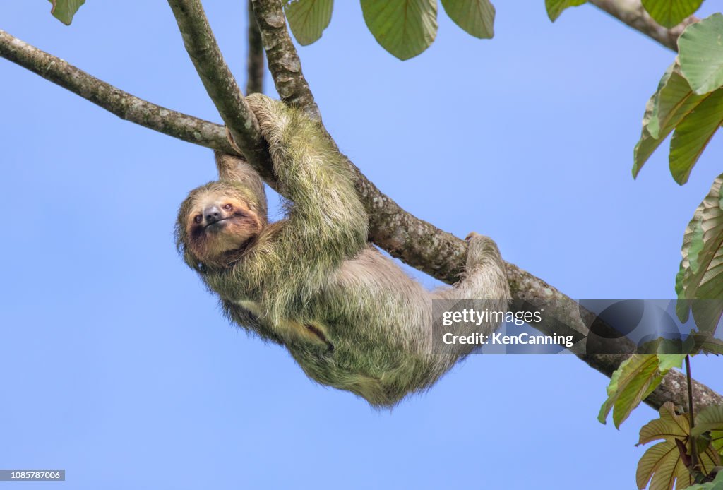 Brown-Throated Three-Toed Sloth, Costa Rica