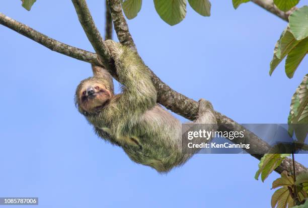 parda bicho - preguiça, costa rica - mammal - fotografias e filmes do acervo