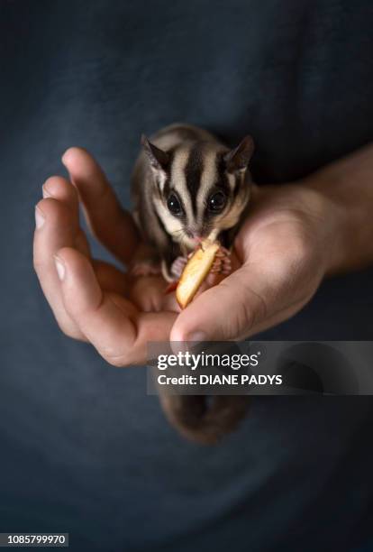 sugar glider - sugar glider stock pictures, royalty-free photos & images