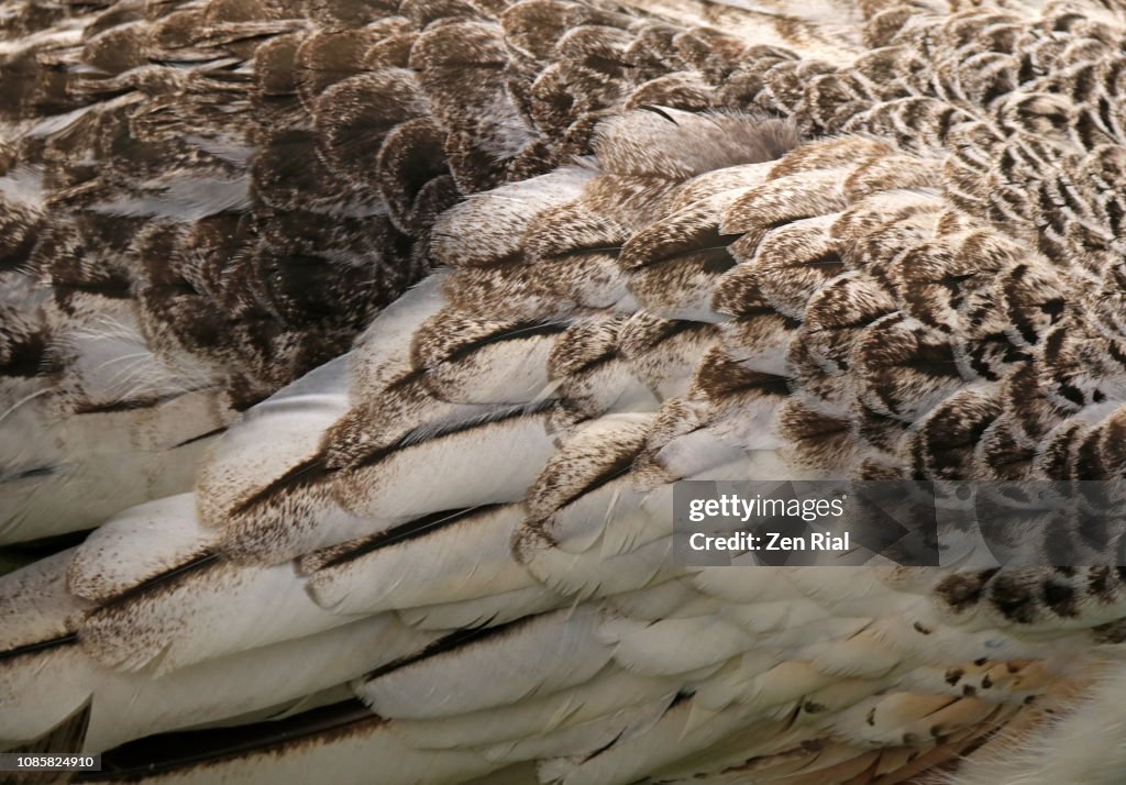 Close up of a Peahen's wing feathers