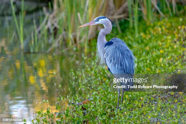 blue heron on the shore closeup - watershed 2017 stock pictures, royalty-free photos & images