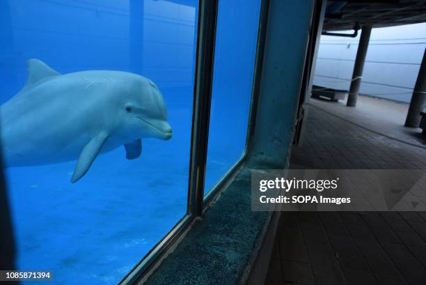 Female baby dolphin 'Coral' is seen in an Aquarium at Madrid zoo. She was born last January 2018 weighing about 10 kilograms and measuring about 1...