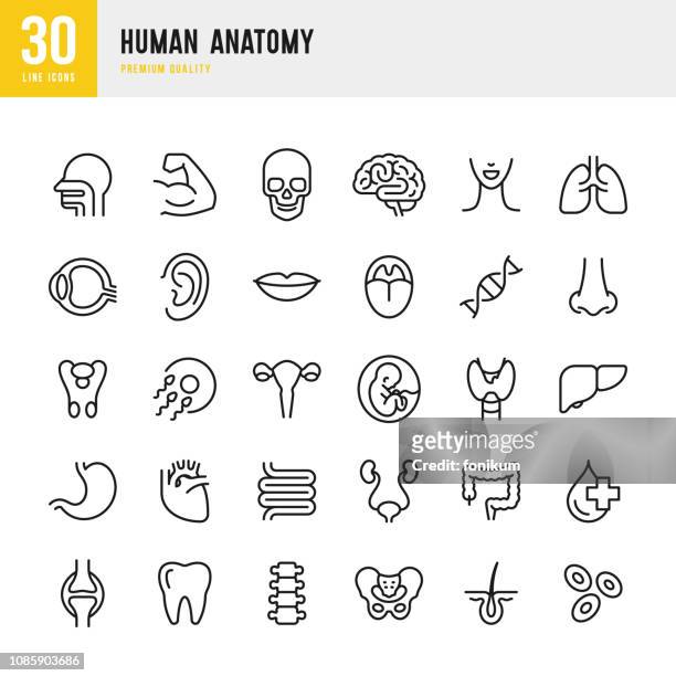 ilustraciones, imágenes clip art, dibujos animados e iconos de stock de anatomía humana - conjunto de iconos de vector de línea - columna vertebral humana