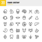 Human Anatomy - set of line vector icons