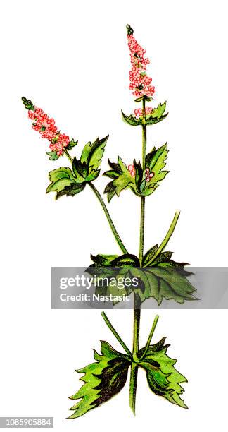 mentha crispata is known by the common name of wrinkled-leaf mint - crispata stock illustrations