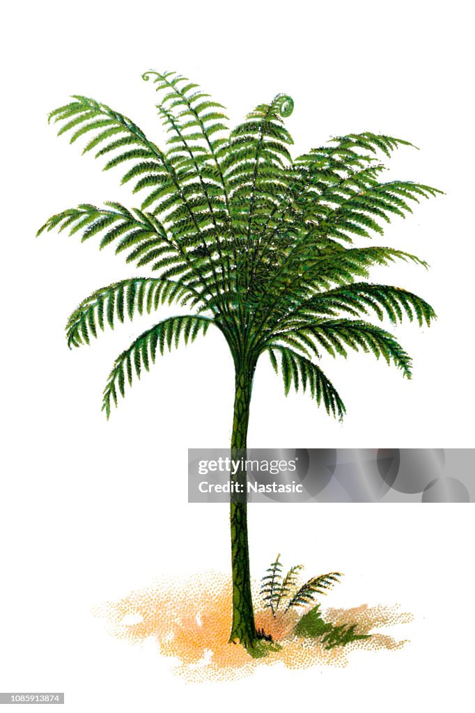 Cyathea crinita