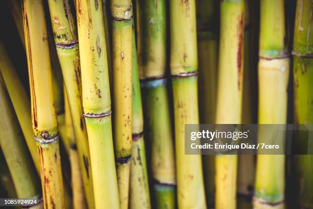 raw green sugar cane - cana de açúcar imagens e fotografias de stock