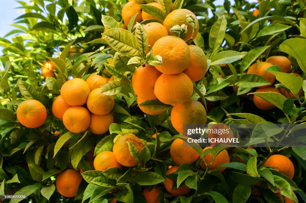 Orange trees Portugal