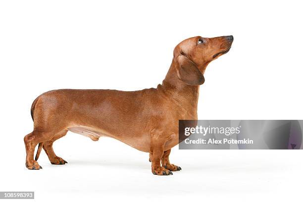 isolated picture of a short haired dachshund - dachshund stock pictures, royalty-free photos & images