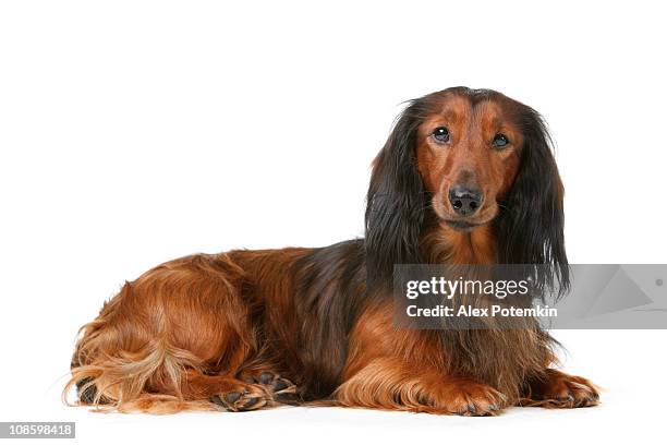 long haired badger dog - daschund bildbanksfoton och bilder