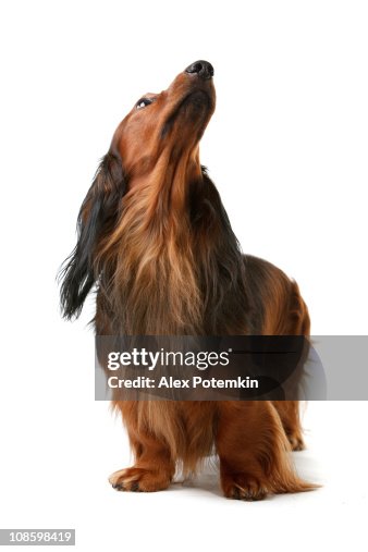 30 White Long Haired Dachshund Photos and Premium High Res Pictures - Getty Images 30 White Long Haired Dachshund Photos and Premium High Res Pictures - Getty Images