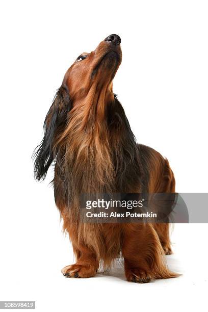 long haired badger dog - dog with long hair stock pictures, royalty-free photos & images