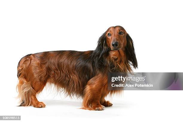 long haired badger dog - tax bildbanksfoton och bilder