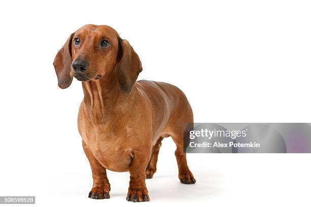 short haired badger-dog - dashond stockfoto's en -beelden