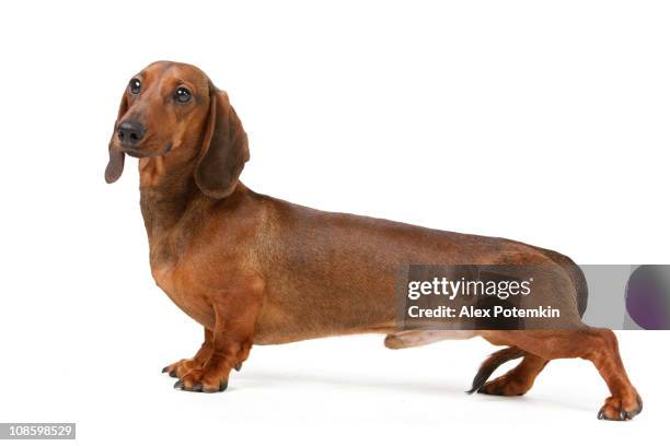 short haired badger-dog - dachshund stock pictures, royalty-free photos & images