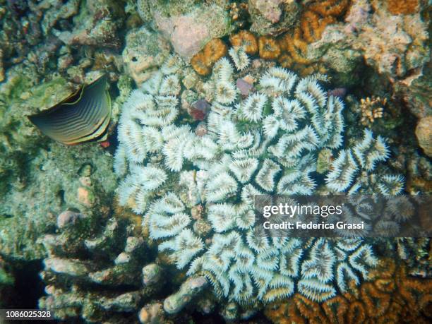 Large Triangular Fish 16 Triangular Butterflyfish Stock Photos, High-Res Pictures, and Images ...