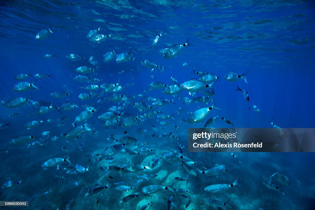 Mediterrenean Sea : Illustration