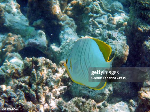 chaetodon xanthocephalus (yellowhead butterflyfish) - xanthocephalus stock pictures, royalty-free photos & images