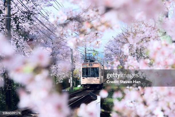 a train passing through cherry blossom trees - kioto prefectuur stockfoto's en -beelden