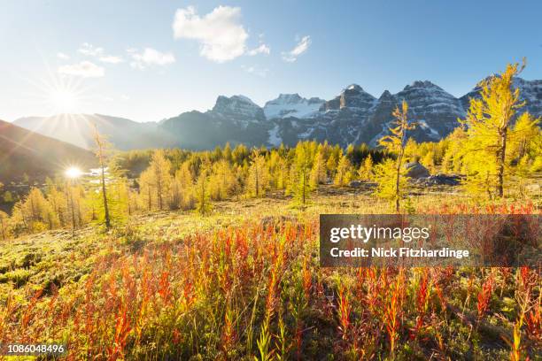 sunshine and larch trees in larch valley, banff national park, alberta, canada - banff stock-fotos und bilder