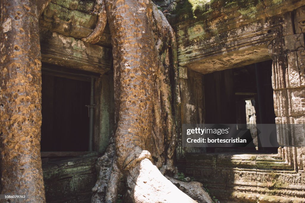 Low Angle View Of Tree At Old Temple