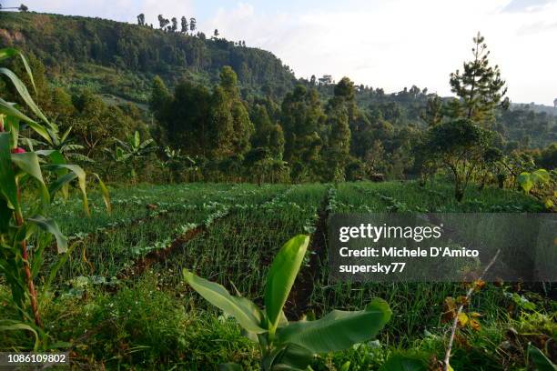 crops and forests - agroforestry stock pictures, royalty-free photos & images