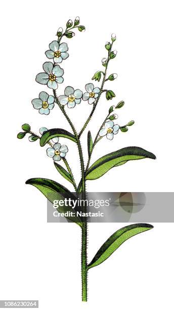 myosotis scorpioides (sy myosotis palustris), das wahre vergissmeinnicht wasser vergissmeinnicht - forget me nots stock-grafiken, -clipart, -cartoons und -symbole