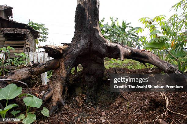 Tree Root Coal Coal Seam Fire Photos and Premium High Res Pictures - Getty Images