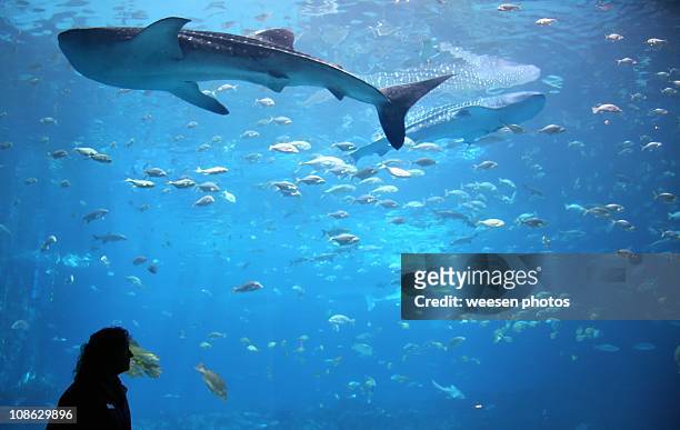 whale shark in giant aquarium tank - georgia aquarium imagens e fotografias de stock
