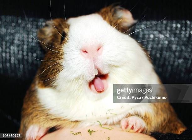 guinea pig crazy happy tongue action - wild guinea pig stock pictures, royalty-free photos & images