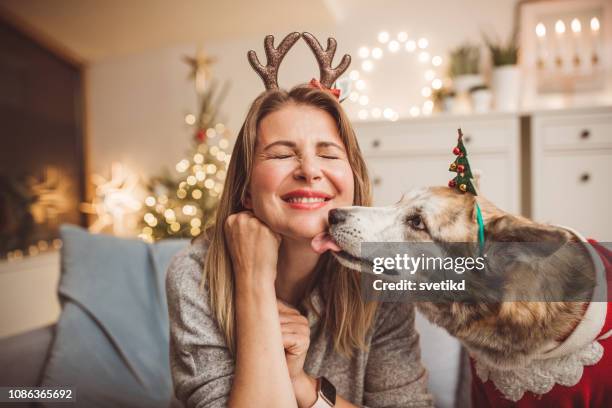 they just love christmas - funny christmas dog stock pictures, royalty-free photos & images