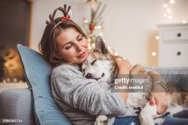they just love christmas - funny christmas dog stock pictures, royalty-free photos & images