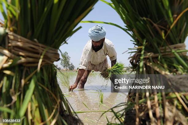 An Indian Sikh farmer plants paddy cuttings in a field on the outskirts of Amritsar in the northwestern state of Punjab on June 19, 2009. The annual...
