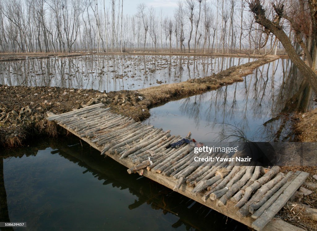 Vanishing Wetlands Of Kashmir