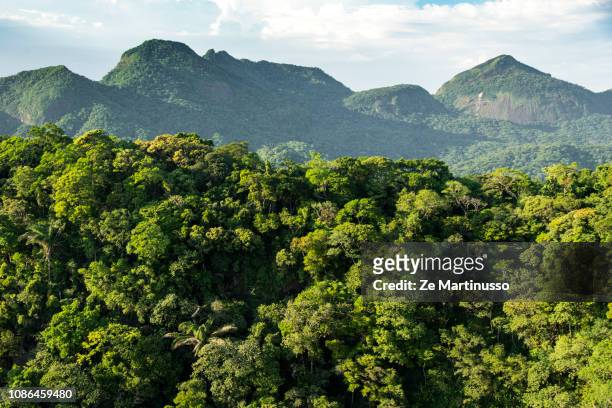 forest - tijuca stock-fotos und bilder