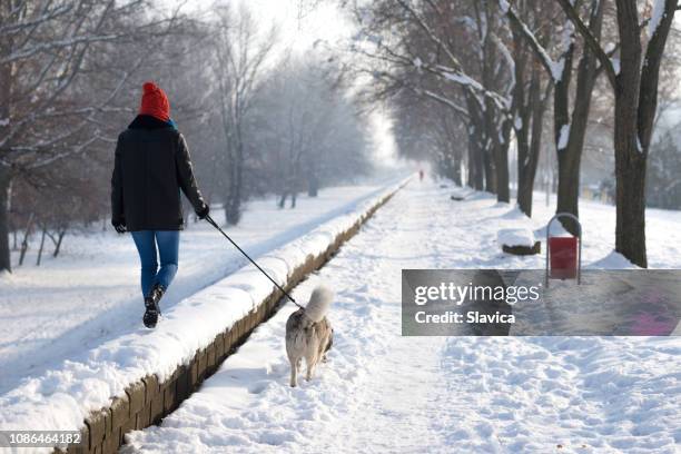 woman walking her siberian husky dog - snowy back alley stock pictures, royalty-free photos & images