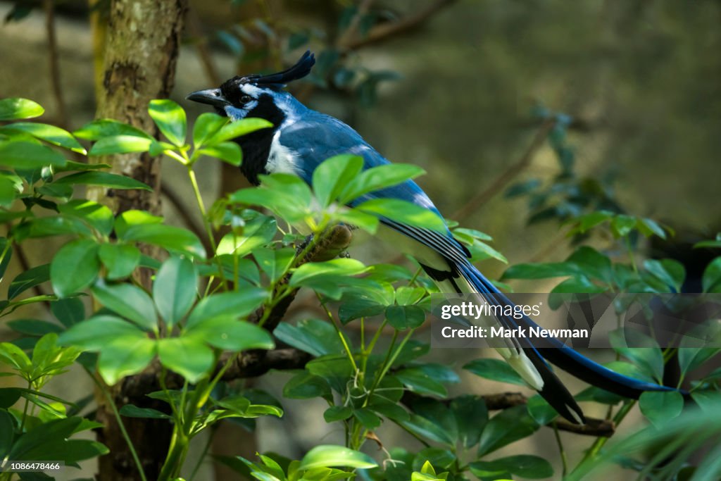 Black-throated Magpie Jay