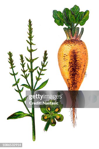 甜菜 (甜菜) 甜菜 (甜菜)