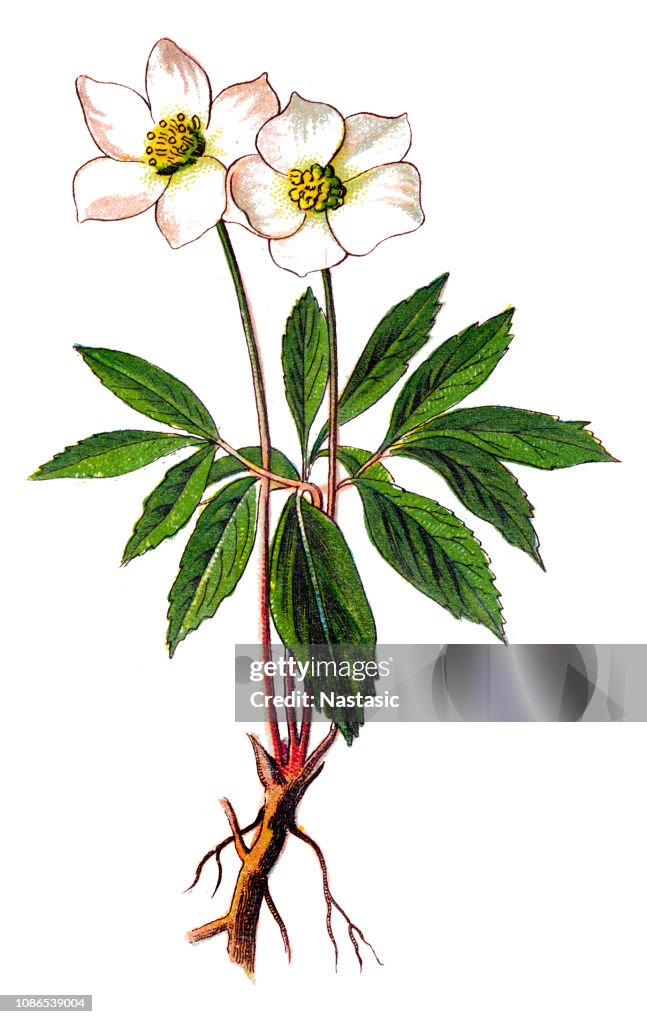 Helleborus niger, commonly called Christmas rose or black hellebore
