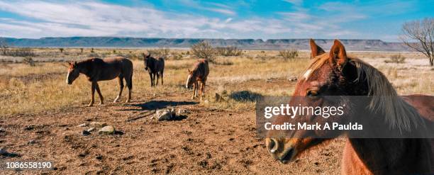 west texas horse panoramic - west texas fotografías e imágenes de stock