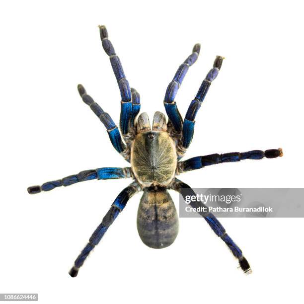 cobalt blue tarantula - tarantula stock pictures, royalty-free photos & images