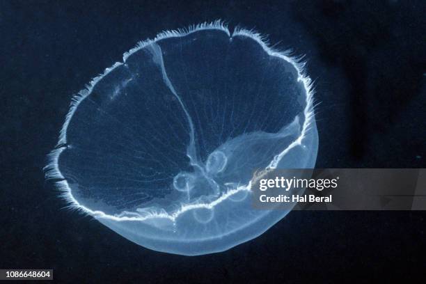stingless moon jellyfish - medusa común fotografías e imágenes de stock
