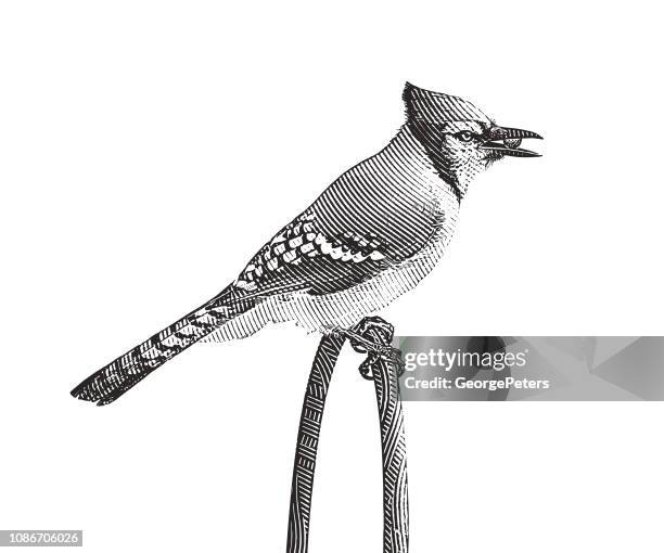 close up of a blue jay perching - blue jay stock illustrations