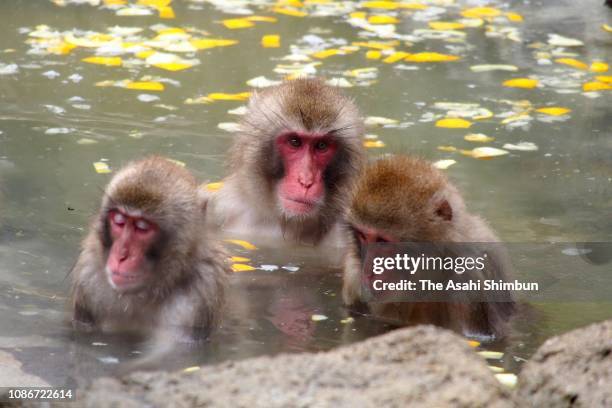 Japanese macaques take yuzu skins floating bath on the winter solstice day at the Fukuoka City Zoological Garden on December 22, 2018 in Fukuoka,...