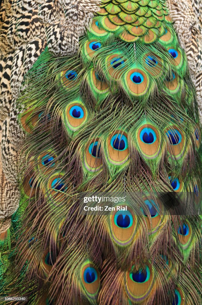 Backgrounds - Close up of a Peacock's tail feathers