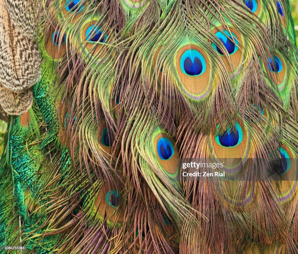 Backgrounds - Close up of a Peacock's tail feathers
